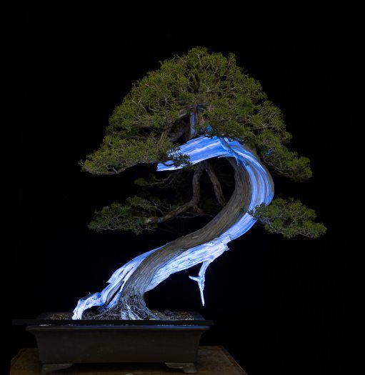 Bonsai with glowing white curving trunk.