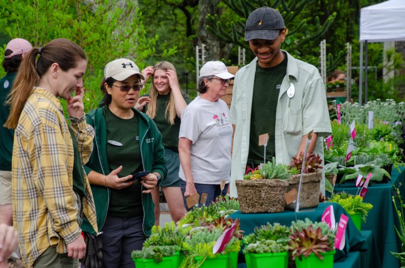 People looking at plants at an outdoor plant sale.