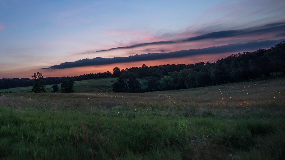 sunset in a meadow filled with fireflies