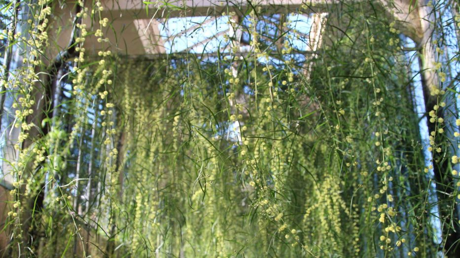 hanging acacia blooms dangle from the ceiling