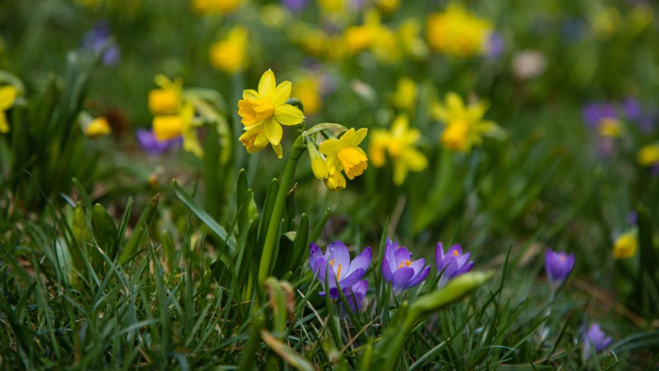 yellow and purple flowers in grass
