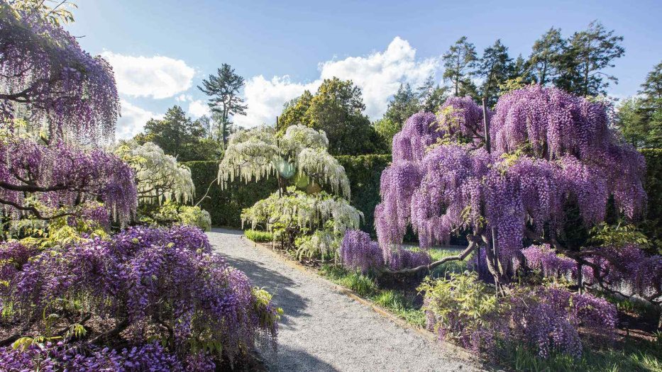 white and purple wisteria surrounding a gravel pathway 