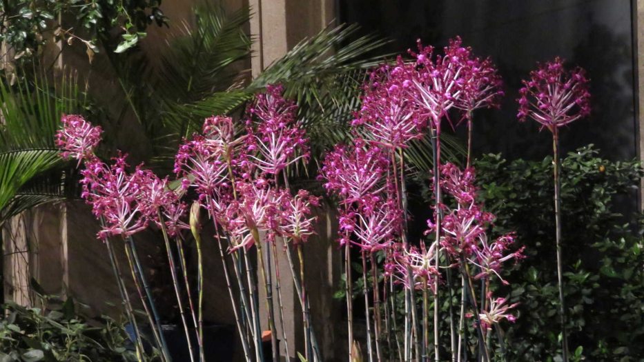 spikes of pink blooming flowers