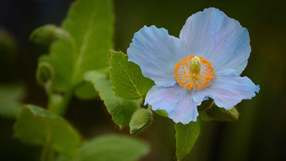 a close up of a single blue poppy