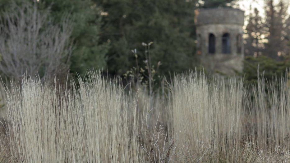 a winter view of the Chimes Tower with tall grasses in the foreground