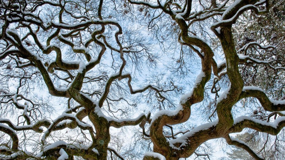 a view of crooked tree branches with a coating of snow