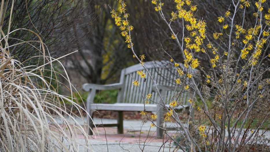 a bench is seen through sparse blooms outdoors in winter