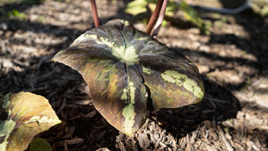 closeup of a large leathery leaf, mostly dark green-brown with pale green patches in the center and along axial lines