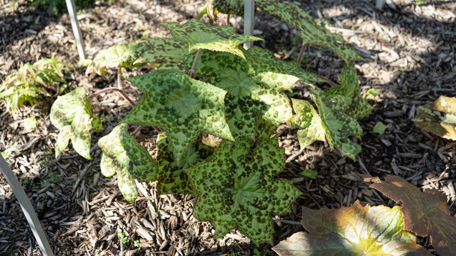 a cluster of star-shaped leaves, each displaying a central green star surrounded by a pattern of brown spots and a brown toothed edge 