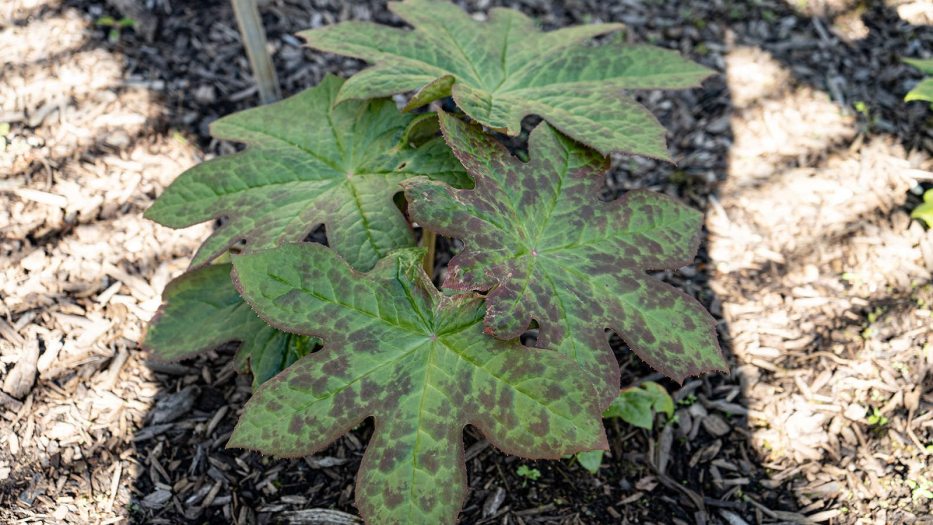 a cluster of multi-lobed green leaves with brownish spots and brown toothy edges