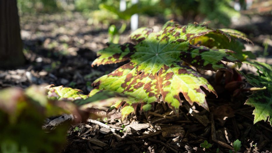 closeup of an umbrella-shaped leaf with a central green area surrounded by brown markings with a repeating pattern