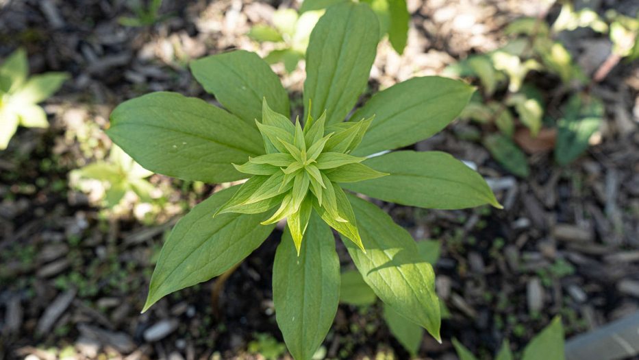 a ground plant with eight green leaves (or lobes) surrounding a central axis, in the middle of which blooms a starburst of green leaf-like petals