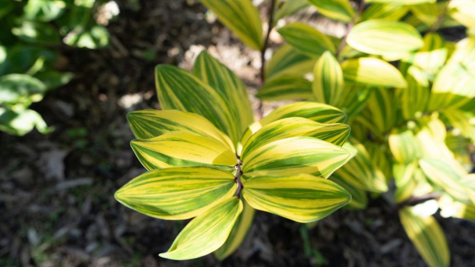 closeup of green-and-yellow-streaked leaves alternating along a zigzagging branch
