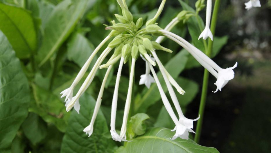 Nicotiana sylvestris flower