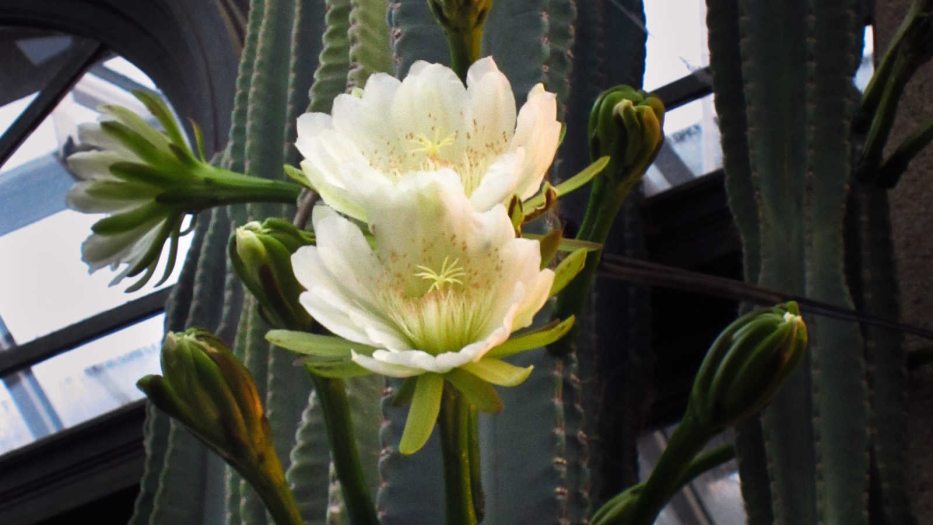 Cereus stenogonus or night blooming cactus 