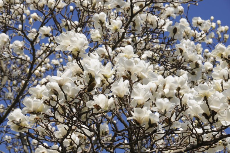 white magnolia tree in bloom 