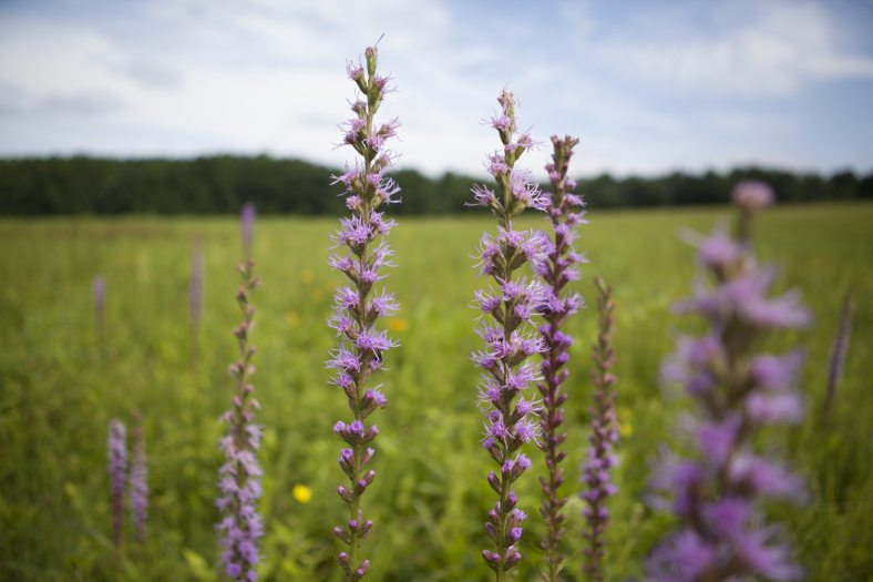 purple flower spikes in a green field of meadow grasses