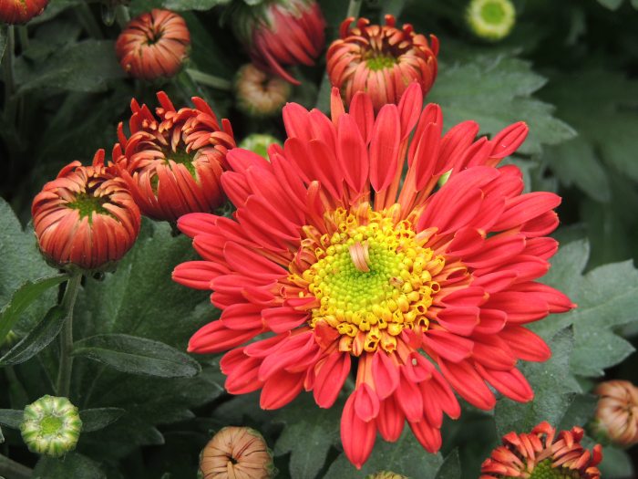 A bloomed red chrysanthemum with a yellow center sits among a handful of unbloomed flowers