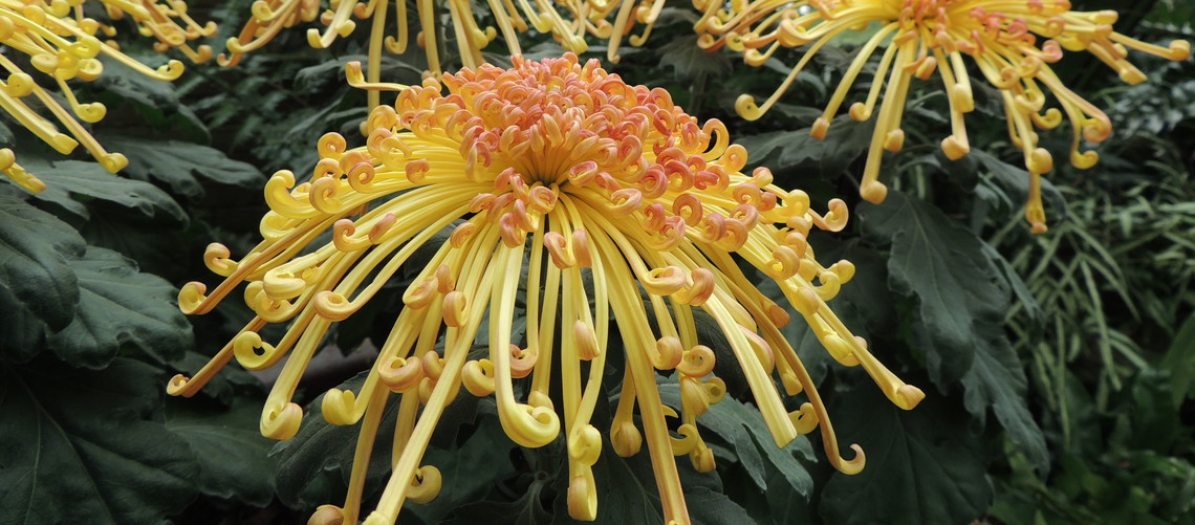 A yellow chrysanthemum with curling petal tips and an orange center