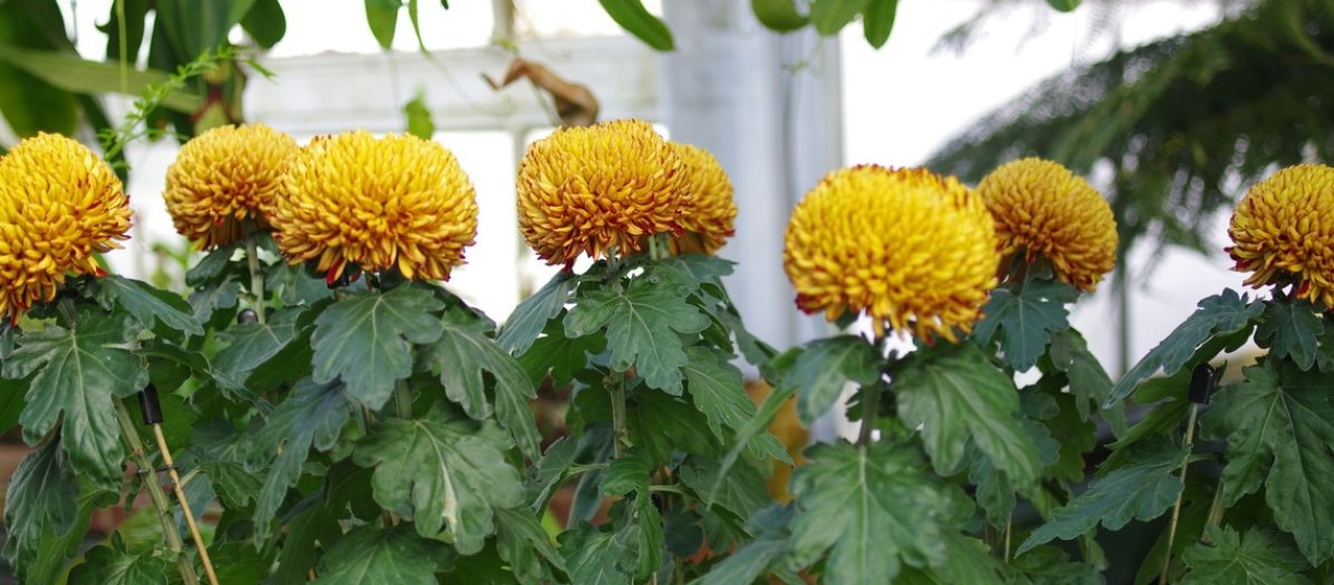 A row of tall yellow chrysanthemums with long green leafy stems