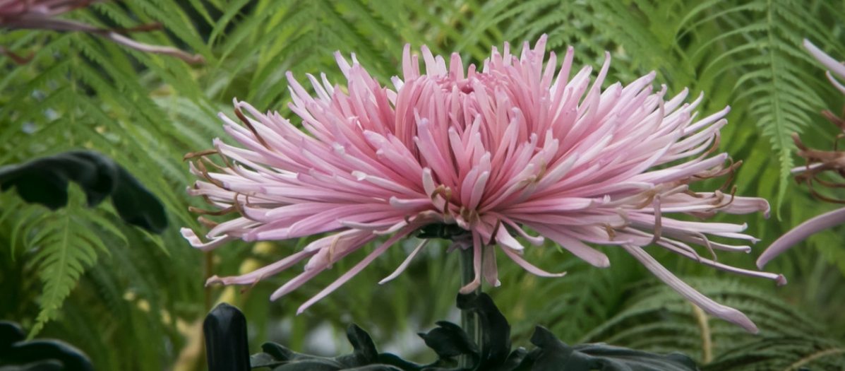 A pink chrysanthemum with prickly petals against a green leafy background