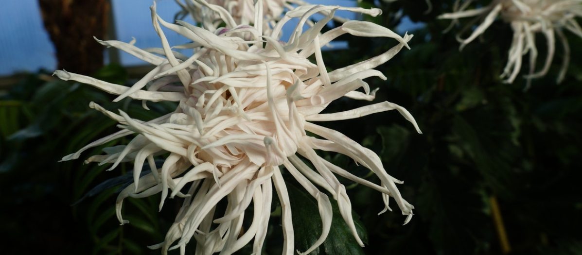 A white chrysanthemum with criss crossing petals