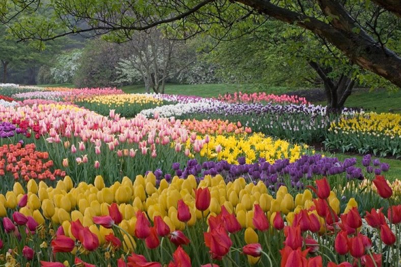 Thousands of tulips in a variety of bold colors, blooming in color blocks in a garden.