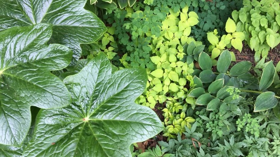 closeup of a variety of green leafy ground plants