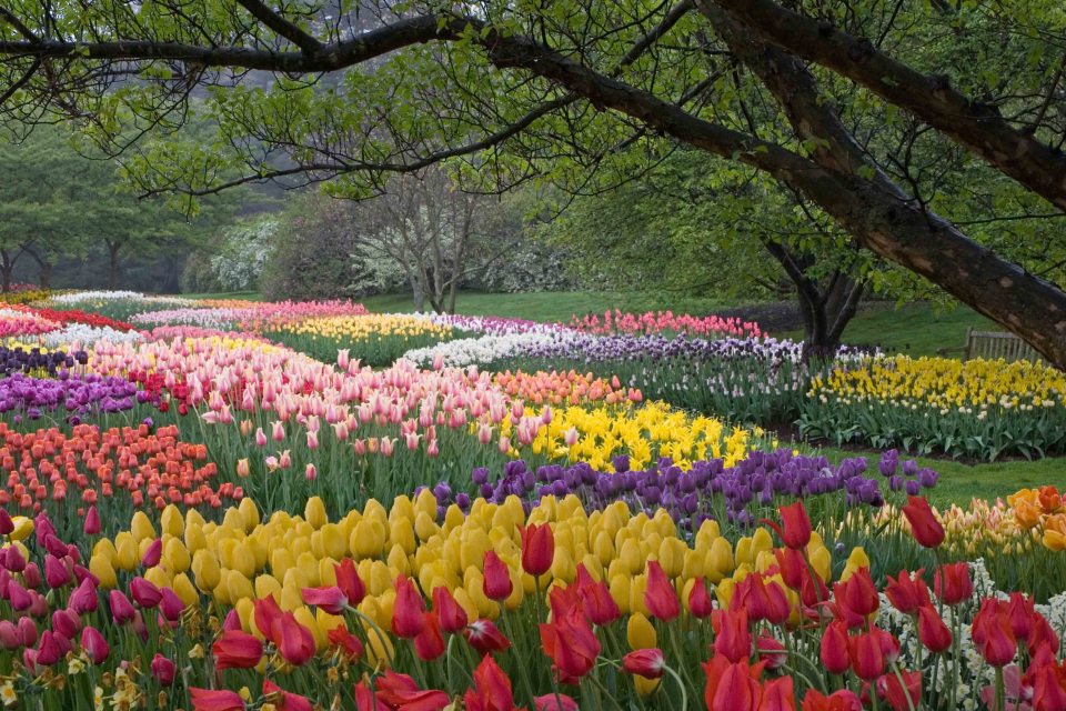 Longwood Gardens’ Spring Blooms Recognized as Tulip Display of the Year