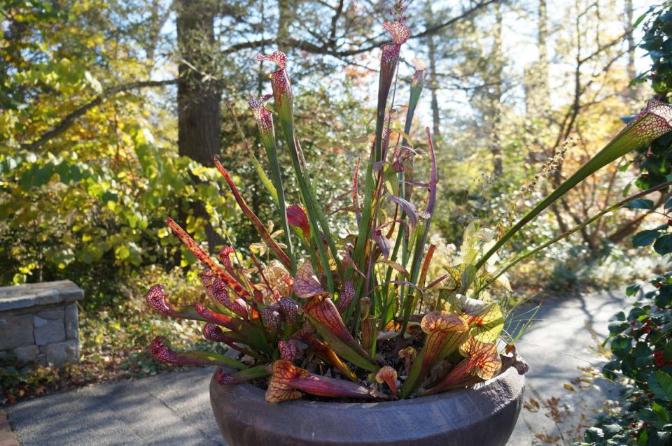How to Create a Bog Garden Longwood Gardens