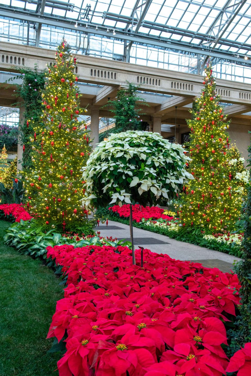 The Poinsettia: An Evolving Tradition | Longwood Gardens