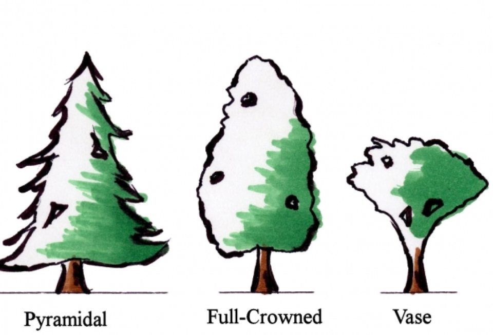 Tree Selection and Planting In Your Home Garden Longwood Gardens