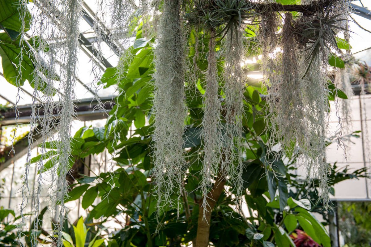 Tremendous Tillandsia: How to Care for These Gems | Longwood Gardens