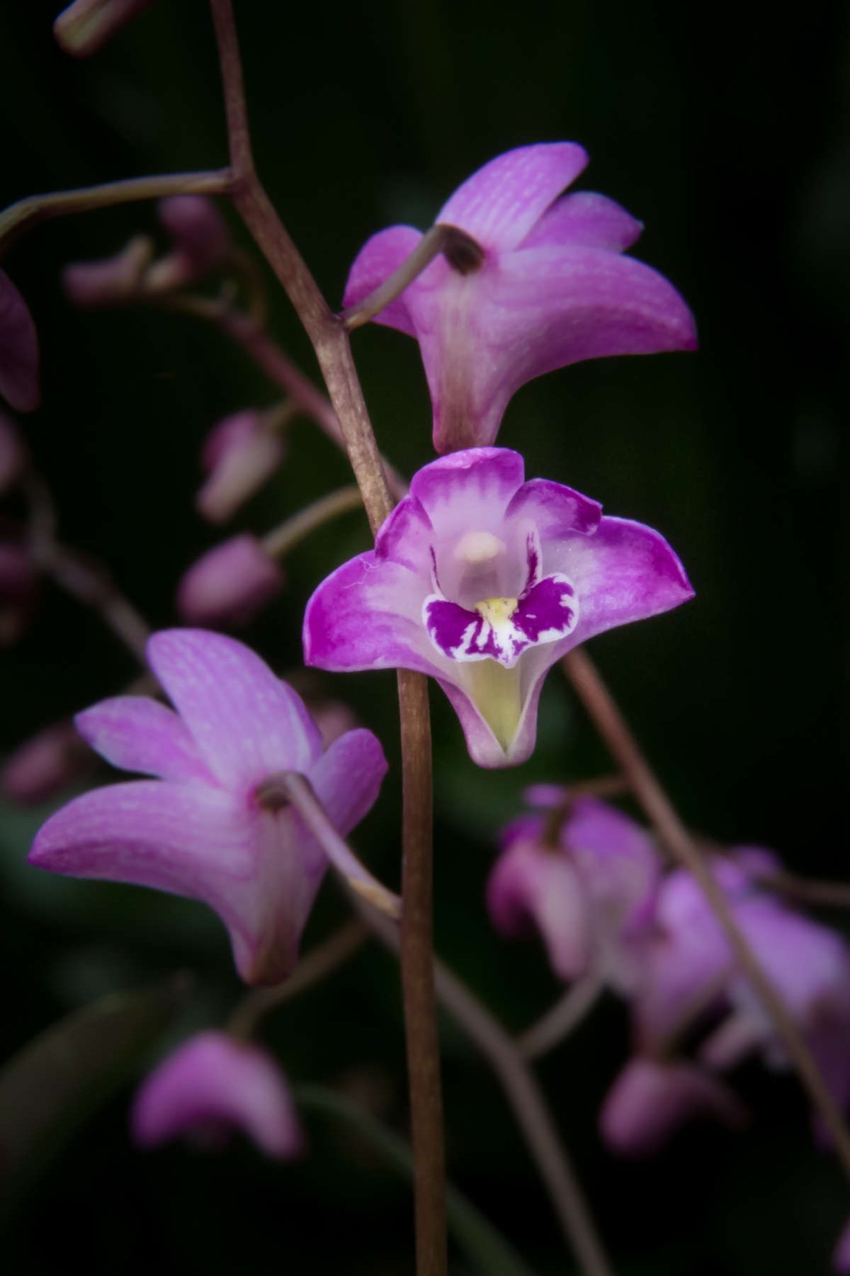 Specimens of Beauty Longwood Gardens