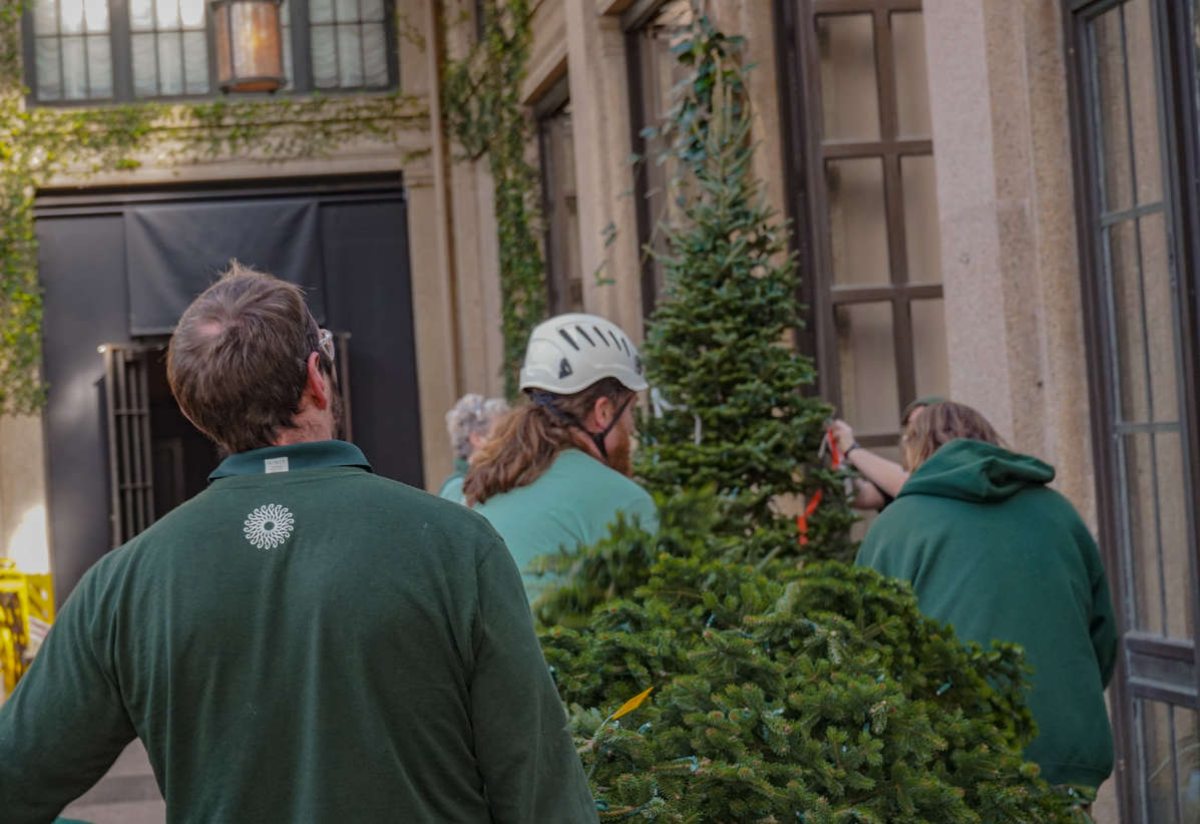 Pining for the Perfect Christmas Tree? Longwood Gardens