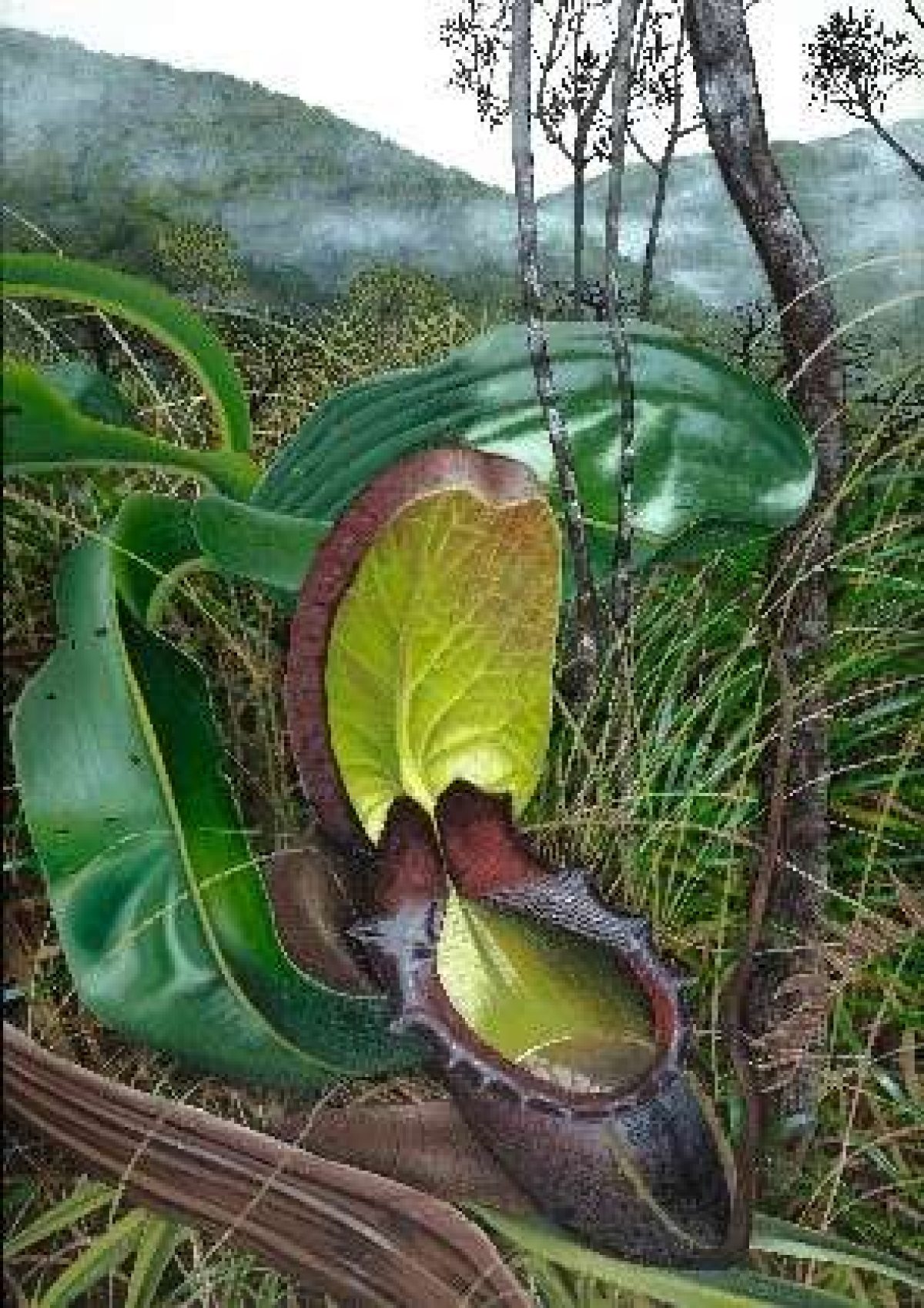 Old Raja Pitcher Hungry for History: Our Carnivorous Collection | Longwood Gardens