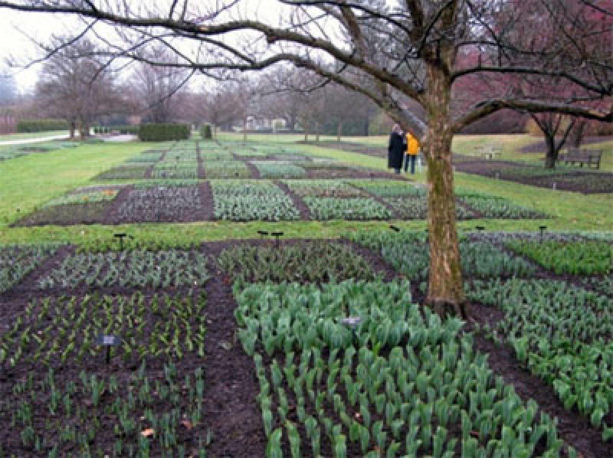 The Idea Garden Spring Bulb Display | Longwood Gardens