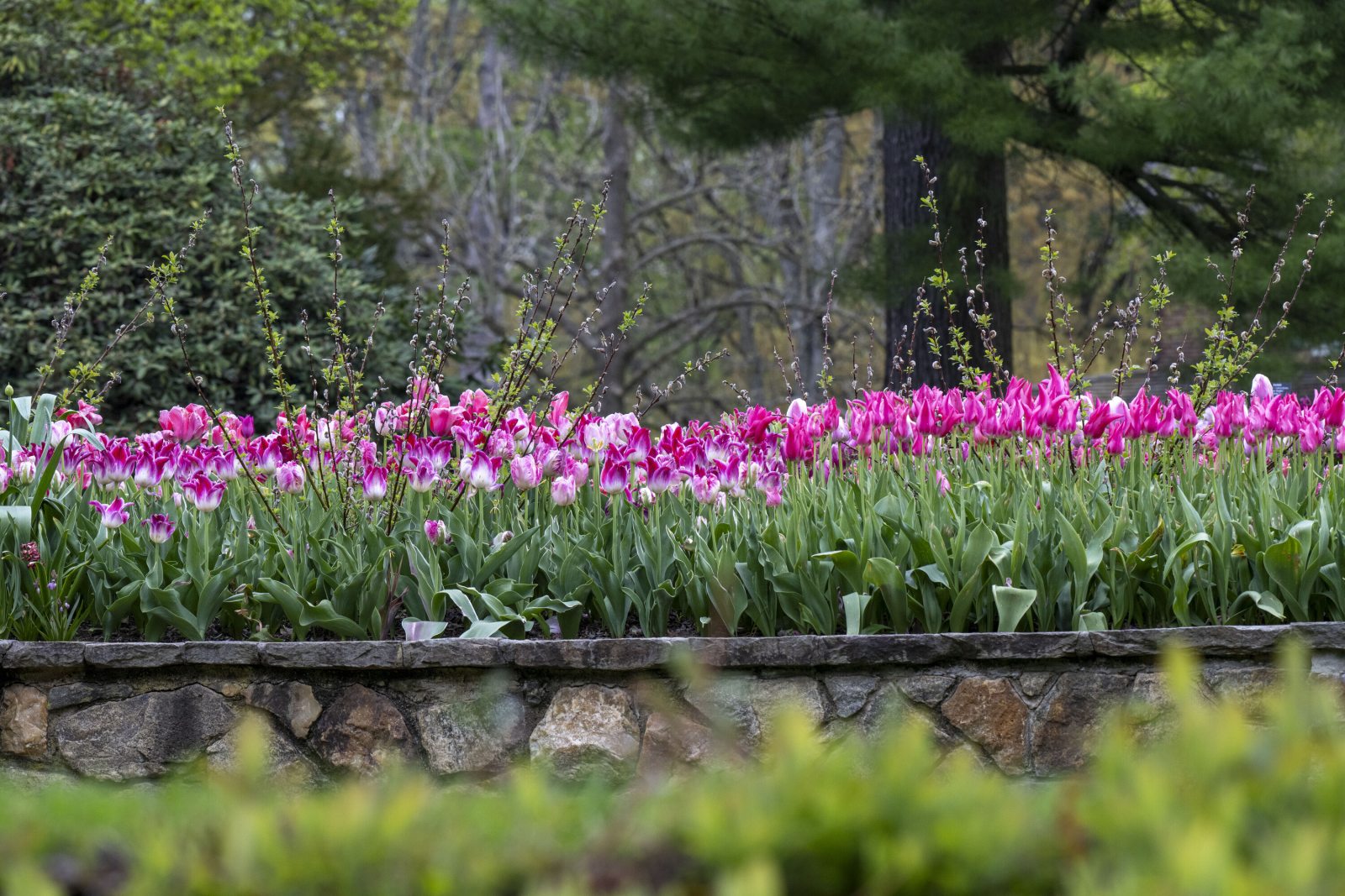 Longwood Gardens’ Spring Blooms on View March 27–May 3, 2026 | Longwood ...