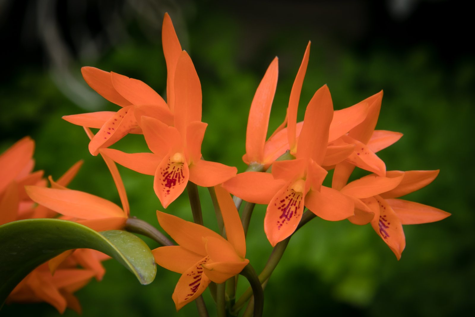 Orchid House Longwood Gardens