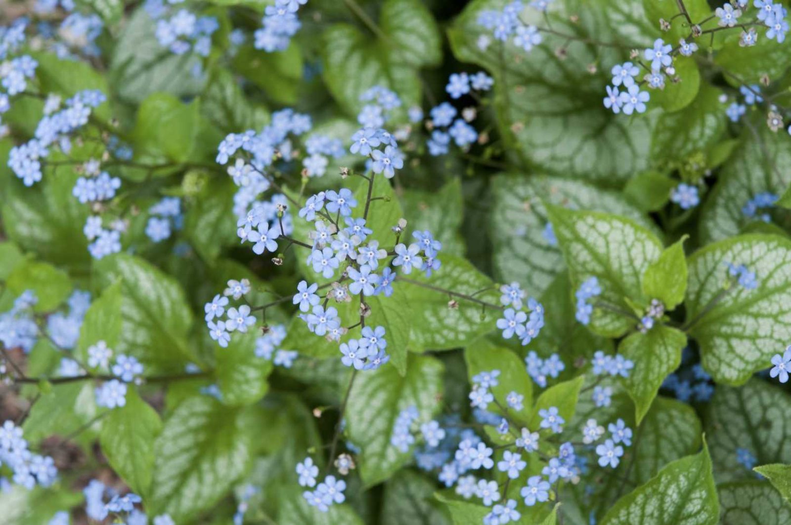 The Allure of Blue | Longwood Gardens