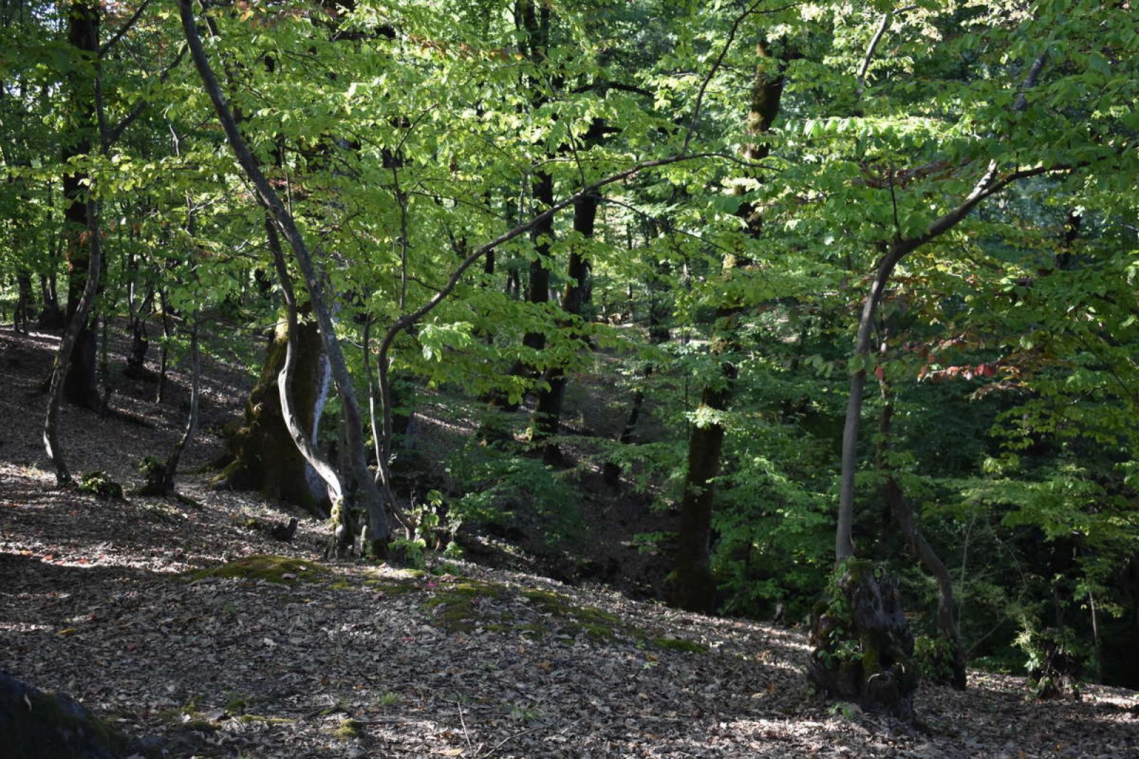 Plant Exploration in Azerbaijan | Longwood Gardens