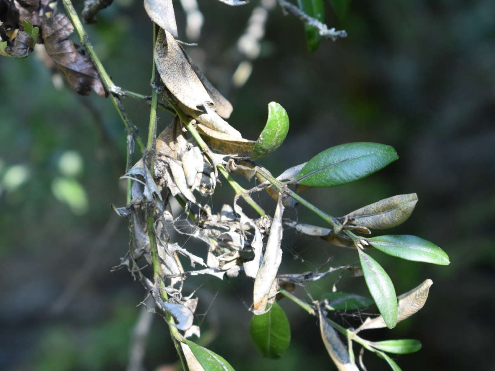 Plant Exploration in Azerbaijan | Longwood Gardens