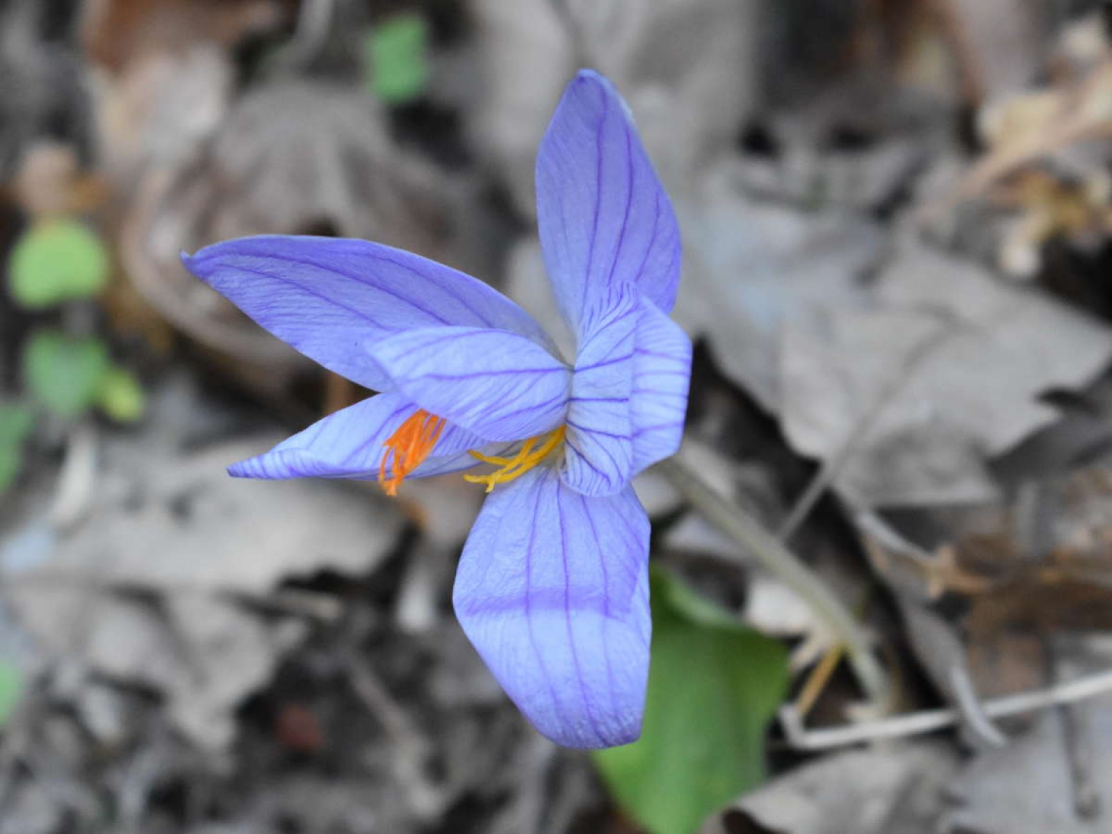 Plant Exploration in Azerbaijan | Longwood Gardens