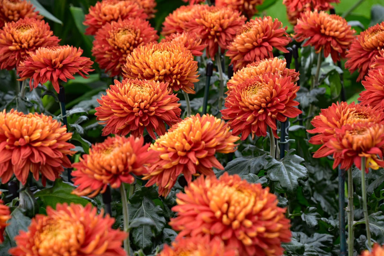 Chrysanthemums A Class of Their Own Longwood Gardens
