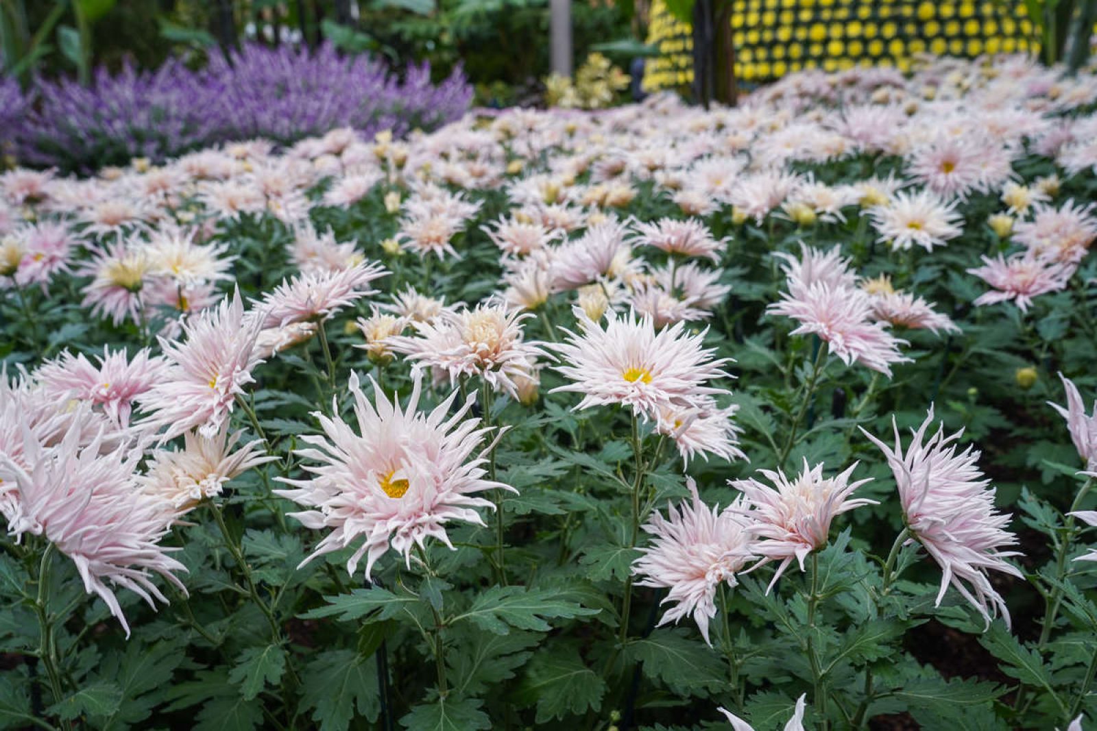 Chrysanthemums A Class of Their Own Longwood Gardens
