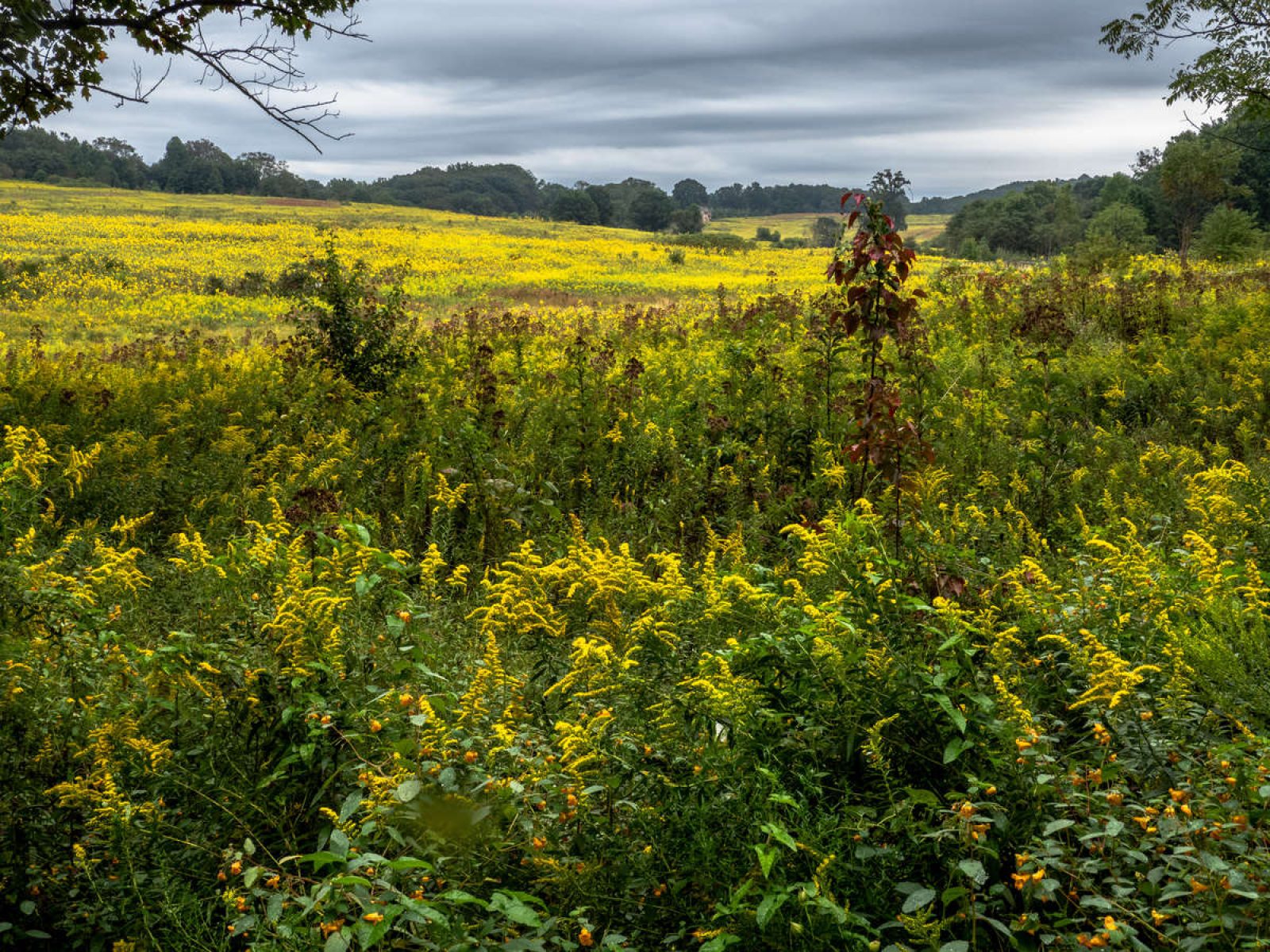 Autumn Meadow Wallpapers Wallpaper Cave
