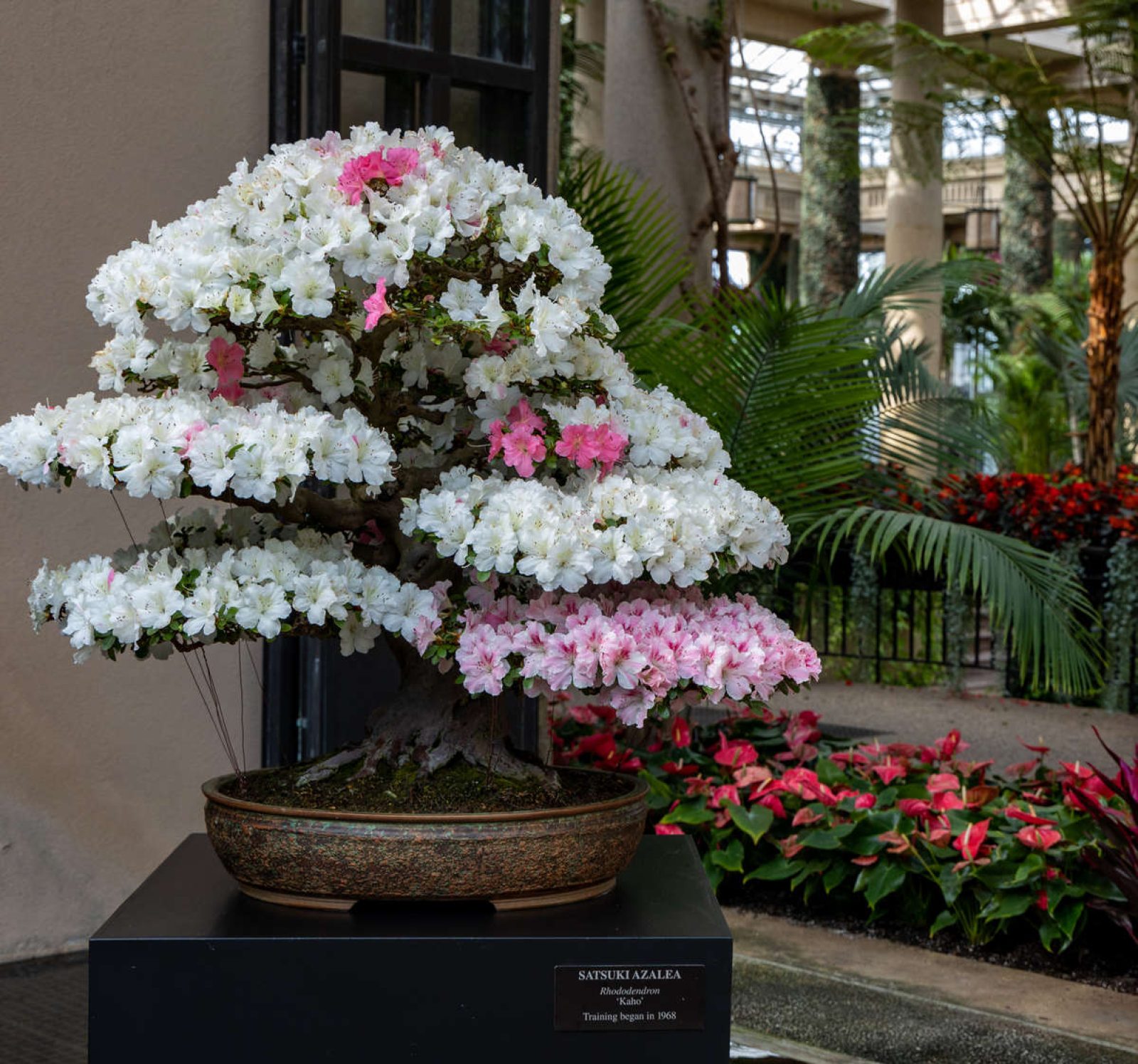 Rediscover Our Bonsai Longwood Gardens