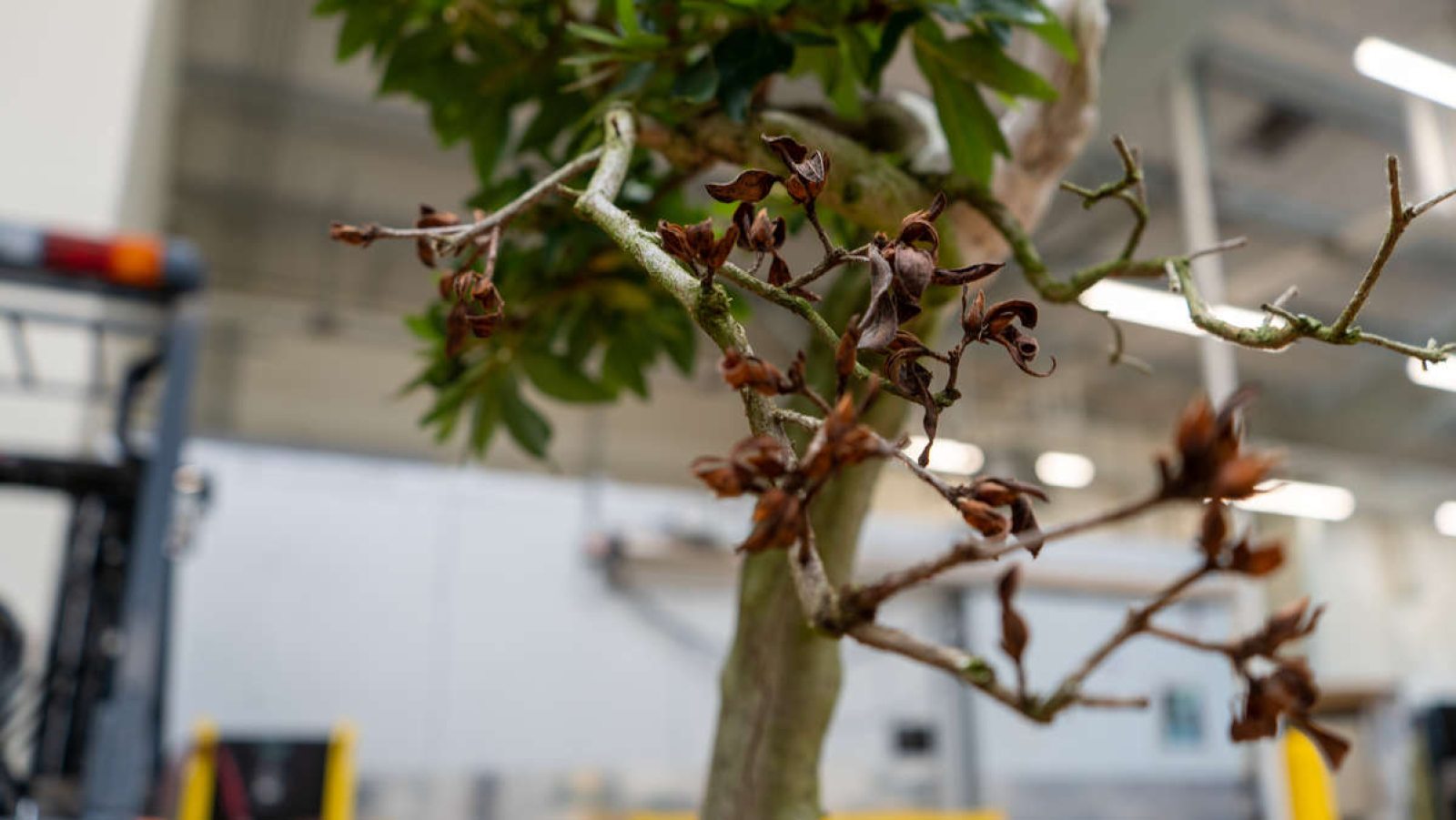 New Potential for Our Azalea Bonsai Longwood Gardens