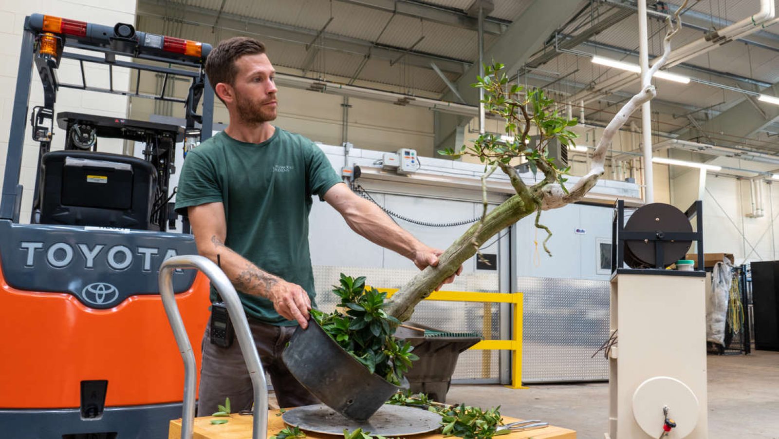 New Potential for Our Azalea Bonsai Longwood Gardens