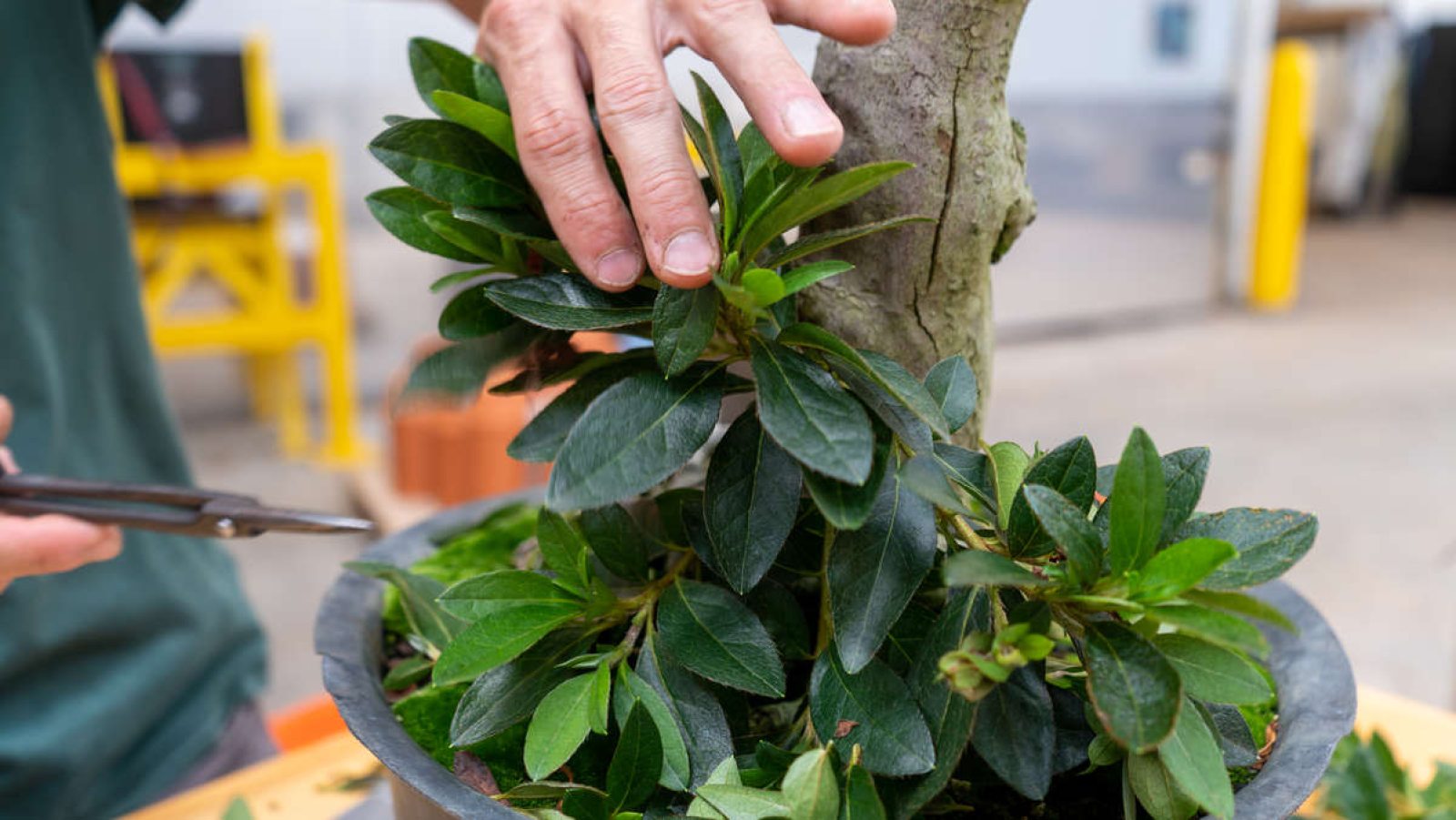 New Potential for Our Azalea Bonsai Longwood Gardens